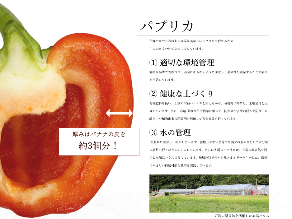 パプリカ
色鮮やかで甘みのある肉厚な美味しいパプリカを育てるため、
主に大きく分けて３つ工夫しています。

① 適切な環境管理
温暖な場所で管理つつ、過湿にならないように注意し、通気性を確保することで病気を予防しています。

② 健康な土づくり
有機肥料を使い、土壌の栄養バランスを整えながら、栽培終了時には、土壌消毒を実施しています。また、栽培 過度な化学農薬に頼らず、防虫網で害虫の侵入を防ぎ、天敵昆虫や植物由来の防除剤を活用して害虫対策を行っています。

③ 水の管理
 根腐れに注意し、給水しています。乾燥しやすい季節では朝夕の水やりをして水分量の調整を行うなどして工夫しています。さらに冬場のパプリカは、五島の温泉熱を活用した加温ハウスで育てています。地域の特異性や自然エネルギーを生かした、環境にやさしい持続可能な栽培を実践しています。


五島の温泉熱を活用した加温ハウス

厚みはバナナの皮を
約3個分！